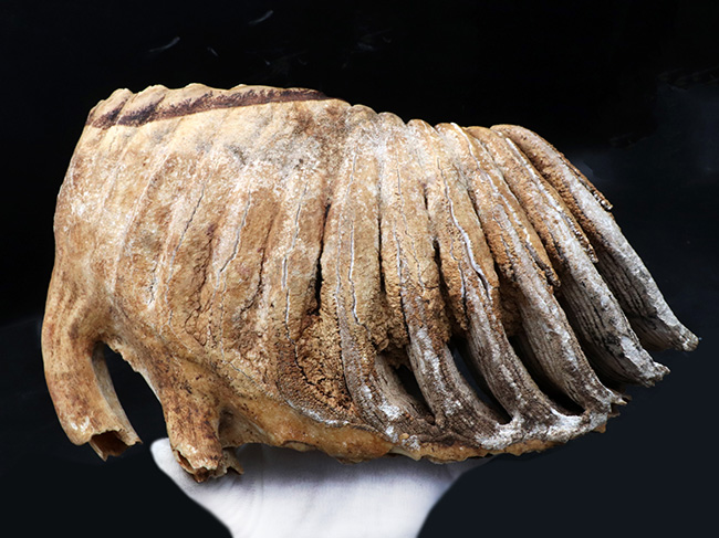 保存状態極めて良好！２６センチ超え、２．７キログラムオーバーの巨大なケナガマンモス（Mammuthus primigenius）の臼歯化石（その2）