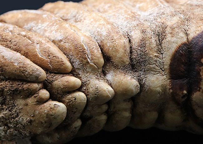保存状態極めて良好！２６センチ超え、２．７キログラムオーバーの巨大なケナガマンモス（Mammuthus primigenius）の臼歯化石（その8）