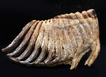 保存状態極めて良好！２６センチ超え、２．７キログラムオーバーの巨大なケナガマンモス（Mammuthus primigenius）の臼歯化石