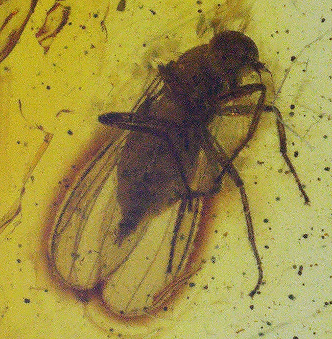 レア！およそ４０００万年前のセダカオドリバエ科の虫を内包したバルト海産の琥珀（Amber）。星状毛あり！（その1）