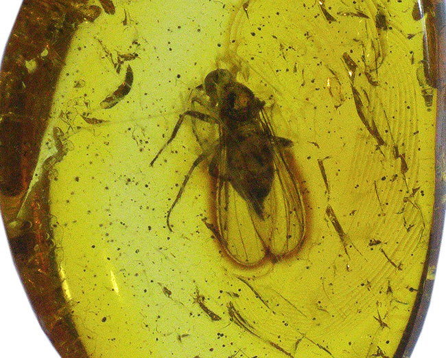 レア！およそ４０００万年前のセダカオドリバエ科の虫を内包したバルト海産の琥珀（Amber）。星状毛あり！（その5）
