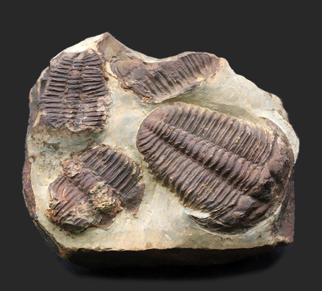カンブリア紀中期の非常に古い三葉虫、カンブリア紀のチェコ産プティコパリア・ストリアータ（Ptychoparia striata）の群集化石（その1）