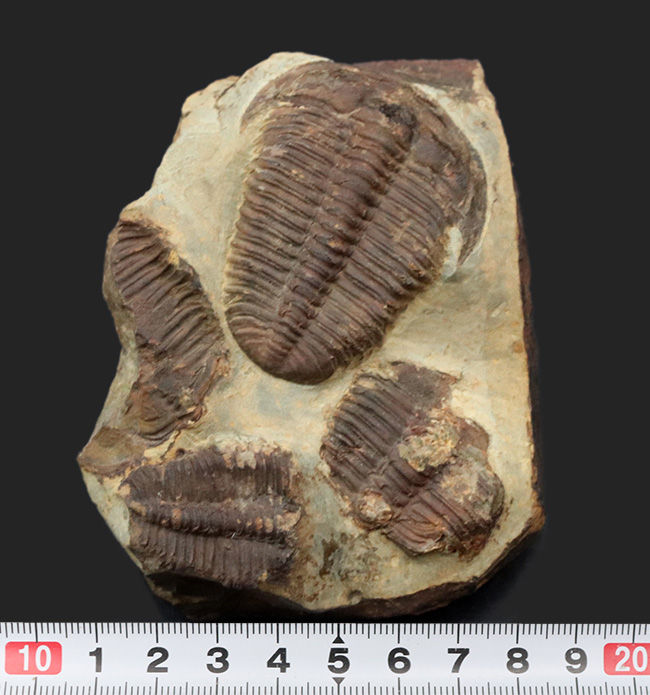 カンブリア紀中期の非常に古い三葉虫、カンブリア紀のチェコ産プティコパリア・ストリアータ（Ptychoparia striata）の群集化石（その11）