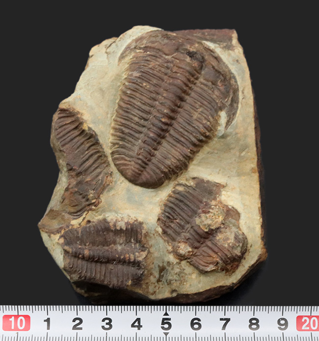カンブリア紀中期の非常に古い三葉虫、カンブリア紀のチェコ産プティコパリア・ストリアータ(Ptychoparia striata)の群集化石(その11)