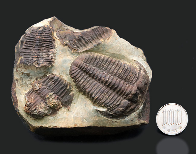 カンブリア紀中期の非常に古い三葉虫、カンブリア紀のチェコ産プティコパリア・ストリアータ（Ptychoparia striata）の群集化石（その12）