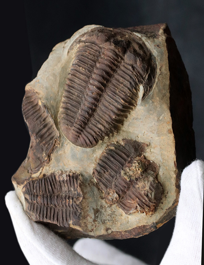 カンブリア紀中期の非常に古い三葉虫、カンブリア紀のチェコ産プティコパリア・ストリアータ（Ptychoparia striata）の群集化石（その2）