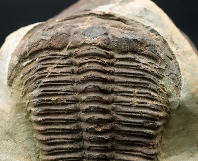 バージェス頁岩 カンブリア紀三葉虫 Pagetia bootes 化石