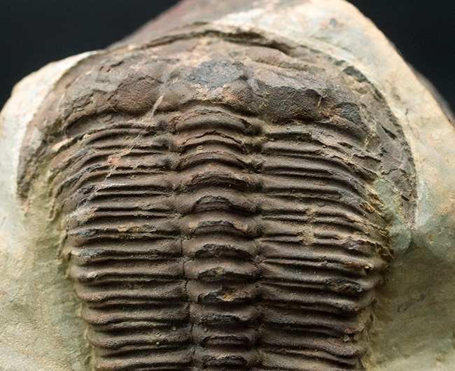 カンブリア紀中期の非常に古い三葉虫、カンブリア紀のチェコ産プティコパリア・ストリアータ(Ptychoparia striata)の群集化石(その3)