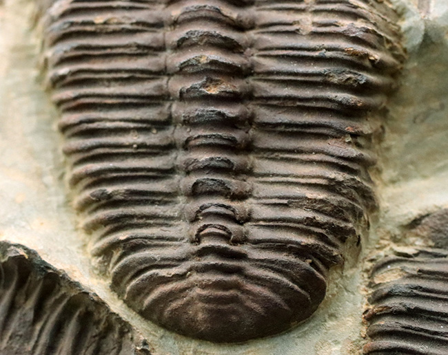 カンブリア紀中期の非常に古い三葉虫、カンブリア紀のチェコ産プティコパリア・ストリアータ(Ptychoparia striata)の群集化石(その4)