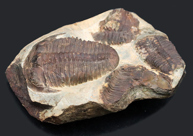 カンブリア紀中期の非常に古い三葉虫、カンブリア紀のチェコ産プティコパリア・ストリアータ（Ptychoparia striata）の群集化石（その5）