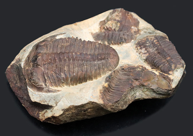 カンブリア紀中期の非常に古い三葉虫、カンブリア紀のチェコ産プティコパリア・ストリアータ(Ptychoparia striata)の群集化石(その5)