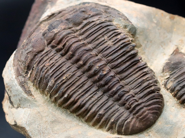 カンブリア紀中期の非常に古い三葉虫、カンブリア紀のチェコ産プティコパリア・ストリアータ(Ptychoparia striata)の群集化石(その6)