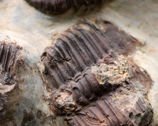 カンブリア紀中期の非常に古い三葉虫、カンブリア紀のチェコ産プティコパリア・ストリアータ(Ptychoparia striata)の群集化石(その7)