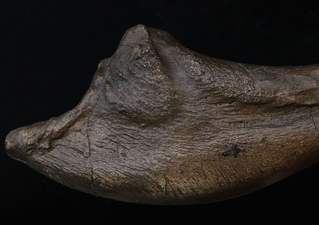１点限り、専用スタンド付き、ティラノサウルス・レックスの爪のレプリカ（その3）