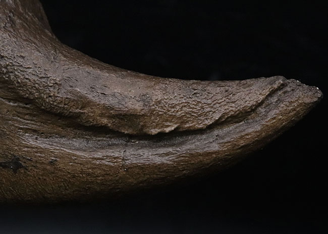 １点限り、専用スタンド付き、ティラノサウルス・レックスの爪のレプリカ（その4）