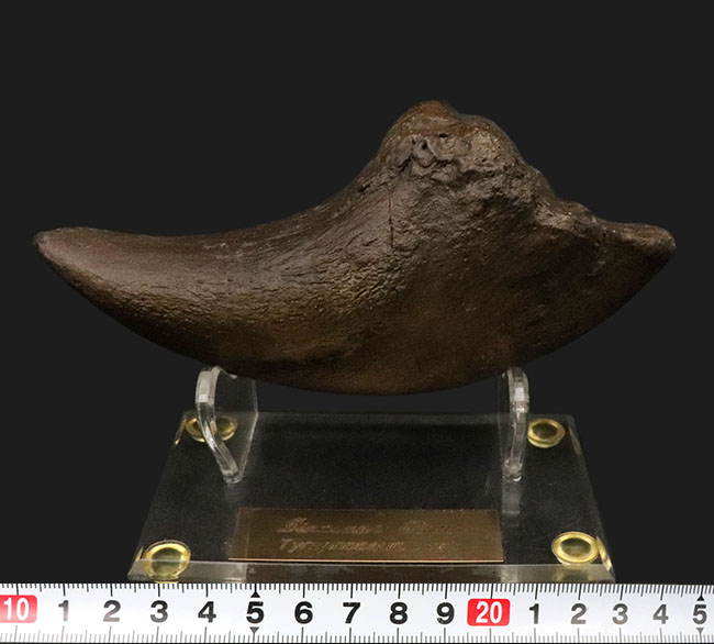 1点限り、専用スタンド付き、ティラノサウルス・レックスの爪のレプリカ(その8)