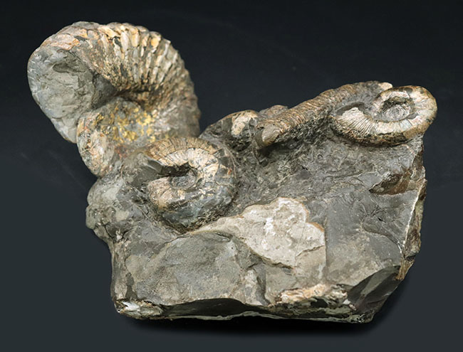 正常巻き、異常巻き、いずれも含む北海道産アンモナイト（Ammonite）の巣窟。パイライト（黄鉄鉱化）した標本あり（その1）