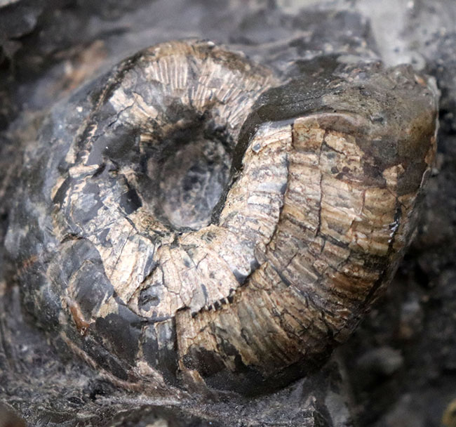 正常巻き、異常巻き、いずれも含む北海道産アンモナイト（Ammonite）の巣窟。パイライト（黄鉄鉱化）した標本あり（その10）