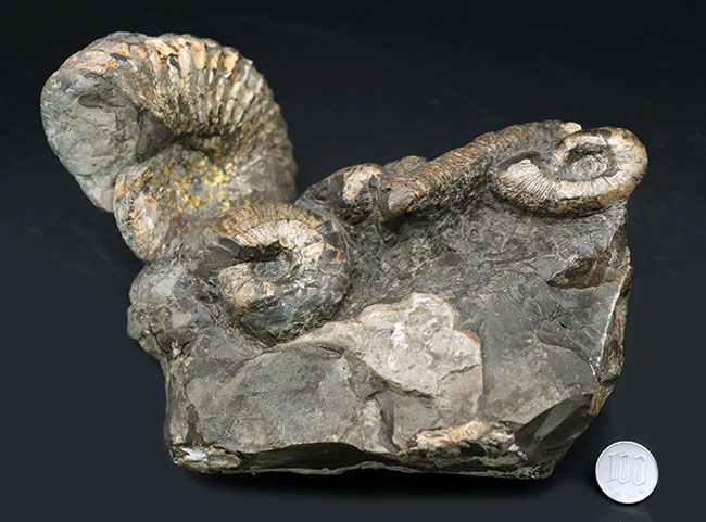 正常巻き、異常巻き、いずれも含む北海道産アンモナイト（Ammonite）の巣窟。パイライト（黄鉄鉱化）した標本あり（その11）