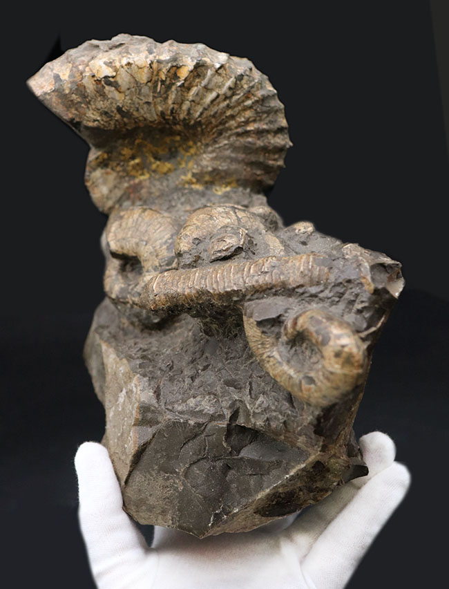 正常巻き、異常巻き、いずれも含む北海道産アンモナイト（Ammonite）の巣窟。パイライト（黄鉄鉱化）した標本あり（その2）