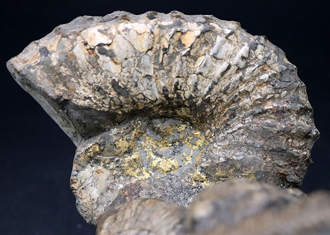 正常巻き、異常巻き、いずれも含む北海道産アンモナイト（Ammonite）の巣窟。パイライト（黄鉄鉱化）した標本あり（その3）