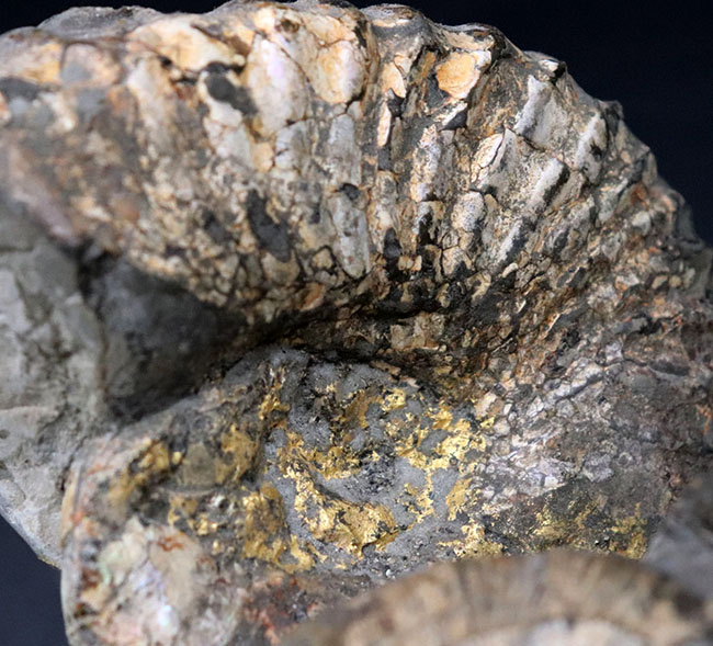 正常巻き、異常巻き、いずれも含む北海道産アンモナイト（Ammonite）の巣窟。パイライト（黄鉄鉱化）した標本あり（その4）