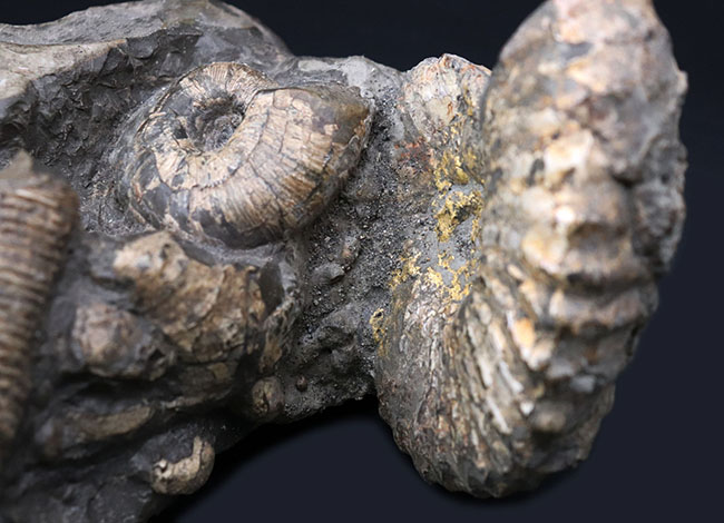 正常巻き、異常巻き、いずれも含む北海道産アンモナイト（Ammonite）の巣窟。パイライト（黄鉄鉱化）した標本あり（その5）