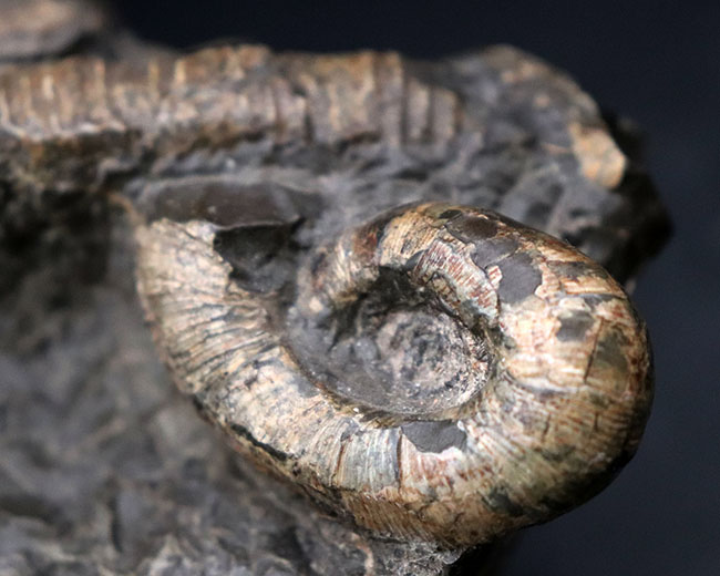 正常巻き、異常巻き、いずれも含む北海道産アンモナイト（Ammonite）の巣窟。パイライト（黄鉄鉱化）した標本あり（その7）
