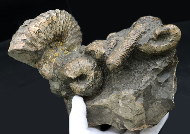 正常巻き、異常巻き、いずれも含む北海道産アンモナイト（Ammonite）の巣窟。パイライト（黄鉄鉱化）した標本あり（その8）
