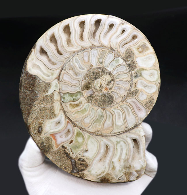 珍しいホワイト色！マダガスカル産アンモナイトのカット＆ポリッシュ標本（Ammonite）（その1）