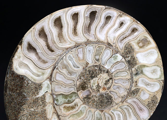 珍しいホワイト色！マダガスカル産アンモナイトのカット＆ポリッシュ標本（Ammonite）（その2）