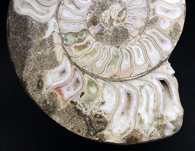 珍しいホワイト色！マダガスカル産アンモナイトのカット＆ポリッシュ標本（Ammonite）（その3）