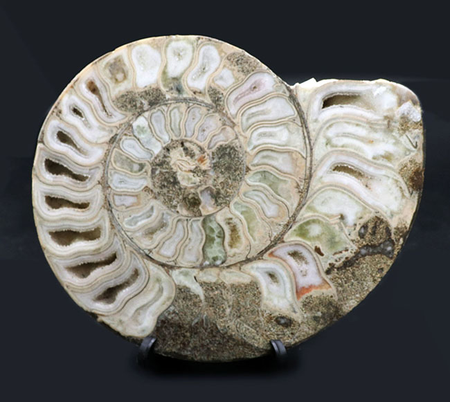 珍しいホワイト色！マダガスカル産アンモナイトのカット＆ポリッシュ標本（Ammonite）（その4）