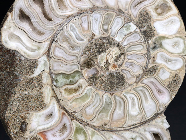 珍しいホワイト色！マダガスカル産アンモナイトのカット＆ポリッシュ標本（Ammonite）（その5）