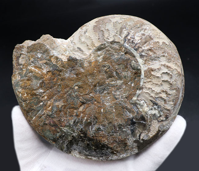 珍しいホワイト色！マダガスカル産アンモナイトのカット＆ポリッシュ標本（Ammonite）（その6）