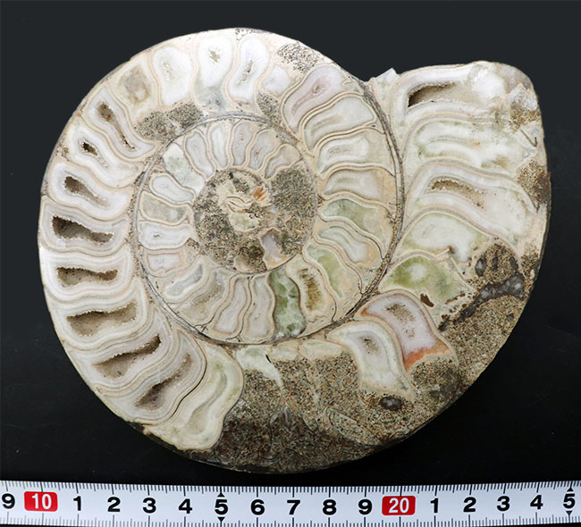 珍しいホワイト色！マダガスカル産アンモナイトのカット＆ポリッシュ標本（Ammonite）（その7）