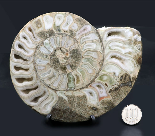 珍しいホワイト色！マダガスカル産アンモナイトのカット＆ポリッシュ標本（Ammonite）（その8）