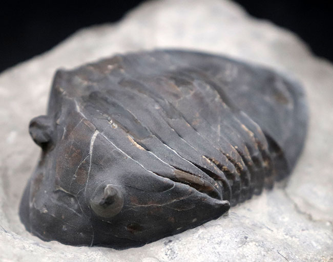 ベリーレア!北米の一部の地域でのみ採集される、アサフスの仲間、三葉虫、イソテルス・ギガス(Isotelus gigas)(その1)