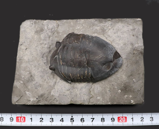 ベリーレア!北米の一部の地域でのみ採集される、アサフスの仲間、三葉虫、イソテルス・ギガス(Isotelus gigas)(その10)