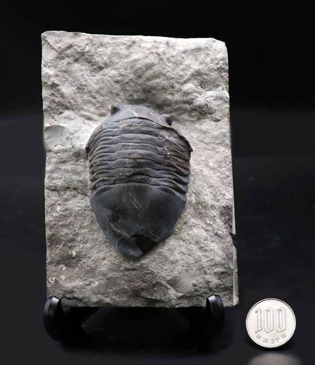 ベリーレア!北米の一部の地域でのみ採集される、アサフスの仲間、三葉虫、イソテルス・ギガス(Isotelus gigas)(その11)
