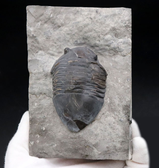 ベリーレア!北米の一部の地域でのみ採集される、アサフスの仲間、三葉虫、イソテルス・ギガス(Isotelus gigas)(その2)