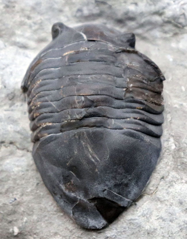 ベリーレア!北米の一部の地域でのみ採集される、アサフスの仲間、三葉虫、イソテルス・ギガス(Isotelus gigas)(その3)