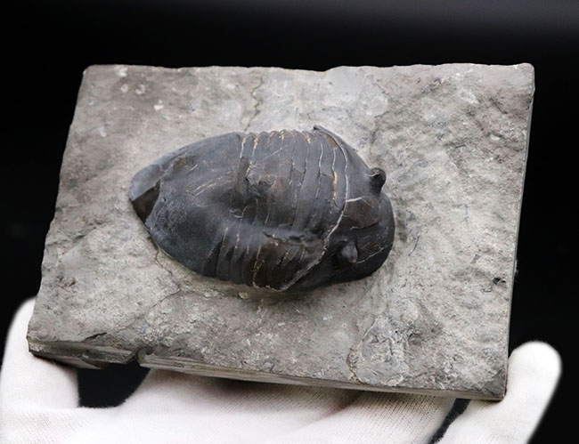 ベリーレア!北米の一部の地域でのみ採集される、アサフスの仲間、三葉虫、イソテルス・ギガス(Isotelus gigas)(その4)