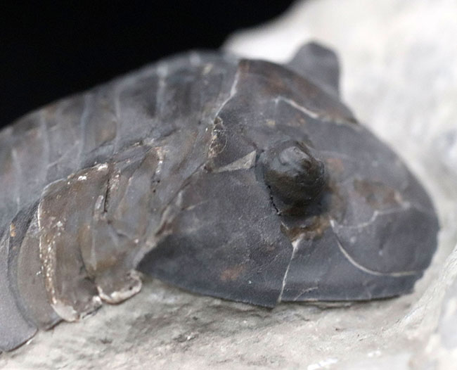 ベリーレア!北米の一部の地域でのみ採集される、アサフスの仲間、三葉虫、イソテルス・ギガス(Isotelus gigas)(その5)