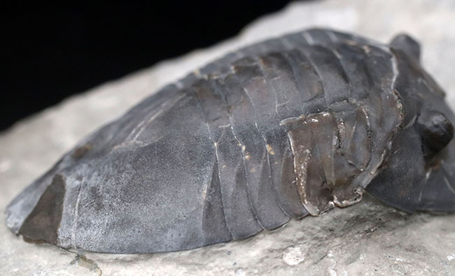 ベリーレア!北米の一部の地域でのみ採集される、アサフスの仲間、三葉虫、イソテルス・ギガス(Isotelus gigas)(その6)