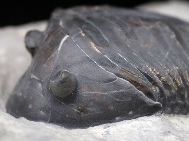 ベリーレア!北米の一部の地域でのみ採集される、アサフスの仲間、三葉虫、イソテルス・ギガス(Isotelus gigas)(その8)
