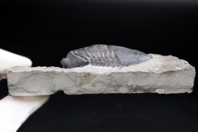 ベリーレア!北米の一部の地域でのみ採集される、アサフスの仲間、三葉虫、イソテルス・ギガス(Isotelus gigas)(その9)