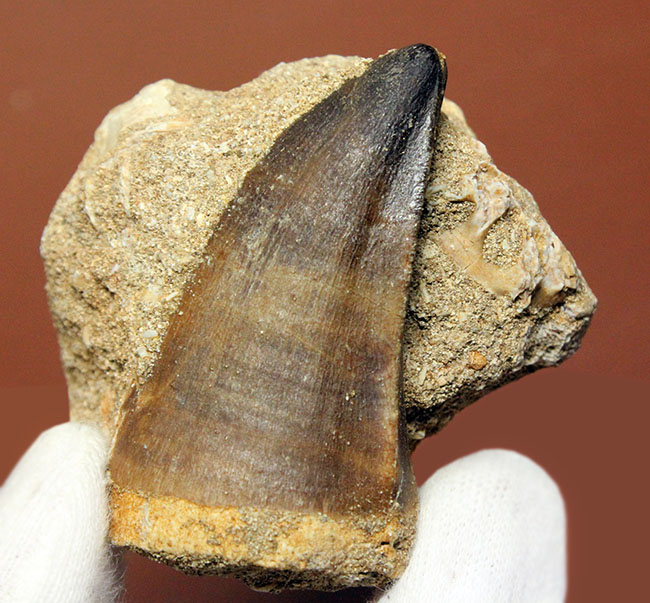 上等なエナメル質が保存された立派な母岩付きモササウルス（Mosasaurus）の大きな歯化石。クリーニングを趣味とする方にもおすすめ。（その1）