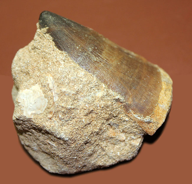 上等なエナメル質が保存された立派な母岩付きモササウルス（Mosasaurus）の大きな歯化石。クリーニングを趣味とする方にもおすすめ。（その4）