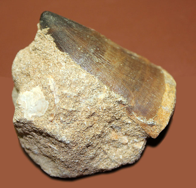 上等なエナメル質が保存された立派な母岩付きモササウルス(Mosasaurus)の大きな歯化石。クリーニングを趣味とする方にもおすすめ。(その4)